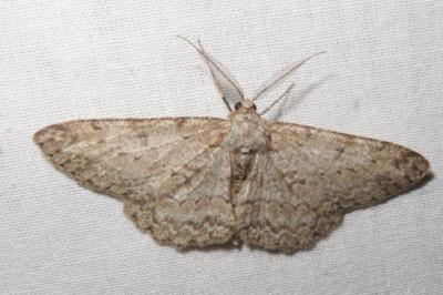 <i>Hypomecis punctinalis</i>