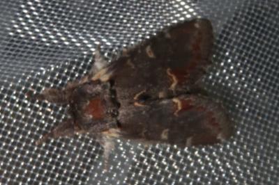 <i>Notodonta dromedarius</i>