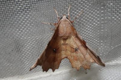 <i>Selenia lunularia</i>