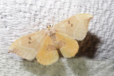 <i>Watsonalla binaria</i>