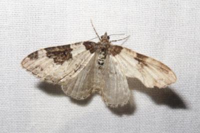 <i>Xanthorhoe fluctuata</i>