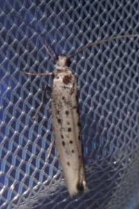 <i>Yponomeuta sedella</i>