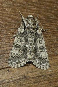 <i>Acronicta rumicis</i>