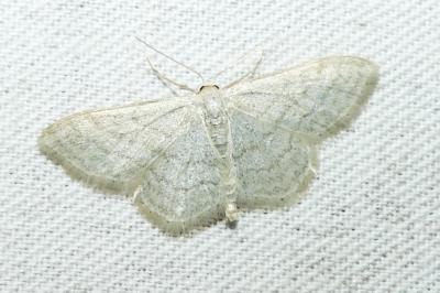 <i>Idaea subsericeata</i>
