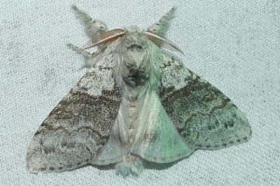 <i>Calliteara pudibunda</i>