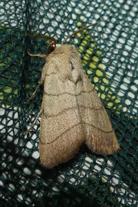 <i>Charanyca trigrammica</i>