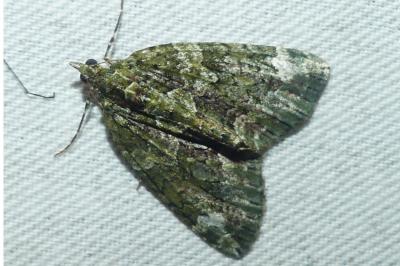 <i>Chloroclysta siterata</i>