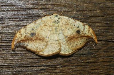 <i>Drepana falcataria</i>