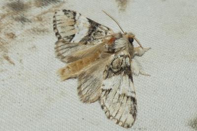 <i>Drymonia dodonaea</i>