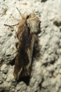 <i>Egira conspicillaris</i>