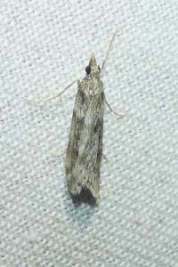 <i>Eudonia angustea</i>