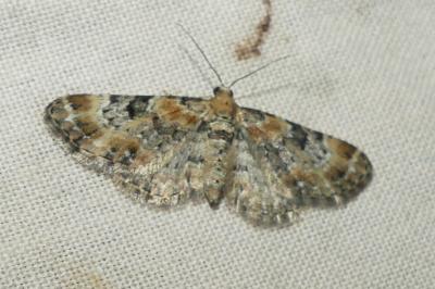 <i>Eupithecia pulchellata</i>