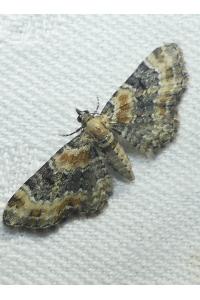 <i>Eupithecia pulchellata</i>