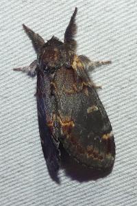 <i>Notodonta dromedarius</i>