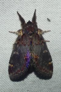 <i>Notodonta dromedarius</i>