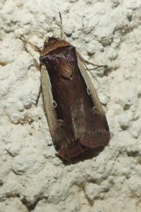 <i>Ochropleura plecta</i>