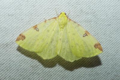 <i>Opisthograptis luteolata</i>