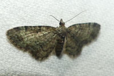 <i>Pasiphila rectangulata</i>