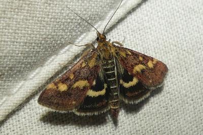 <i>Pyrausta purpuralis</i>