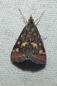 <i>Pyrausta purpuralis</i>