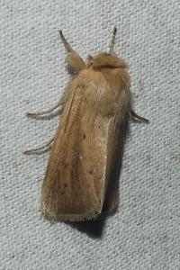 <i>Sesamia nonagrioides</i>