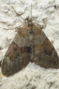 <i>Thera britannica/obeliscata/variata</i>