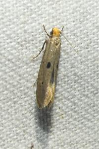 <i>Tinea trinotella</i>