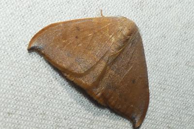 <i>Watsonalla uncinula</i>