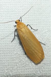 <i>Wittia sororcula</i>