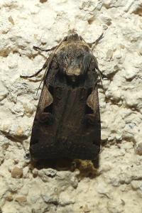 <i>Xestia c-nigrum</i>