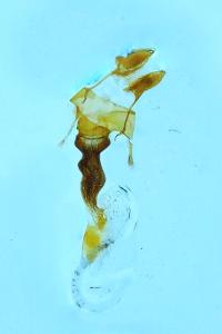 <i>Oligia strigilis</i>