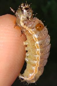 <i>Orthosia cruda</i>