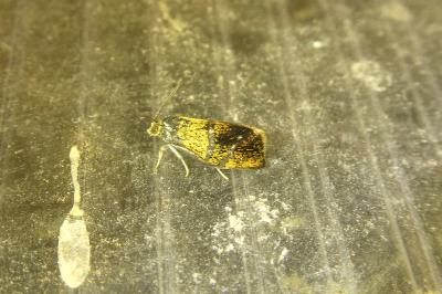 <i>Ptycholoma lecheana</i>