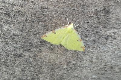 <i>Opisthograptis luteolata</i>