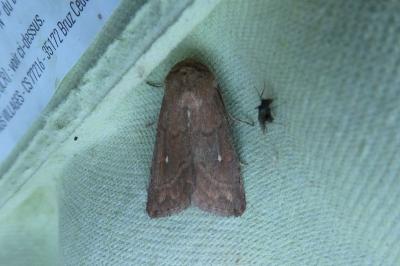 <i>Mythimna albipuncta</i>