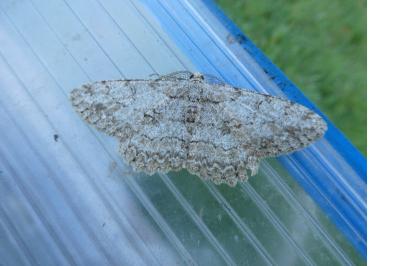 <i>Hypomecis punctinalis</i>