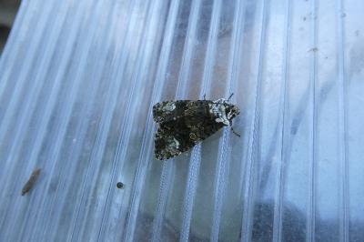 <i>Craniophora ligustri</i>