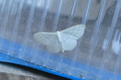 <i>Idaea subsericeata</i>
