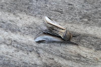 <i>Pheosia tremula</i>