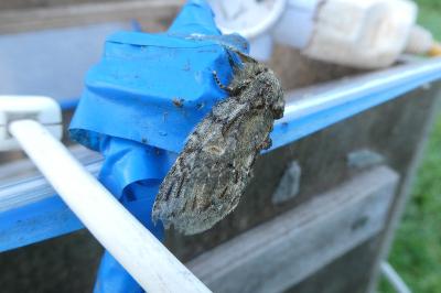 <i>Peridea anceps</i>