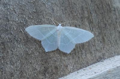 <i>Jodis lactearia</i>