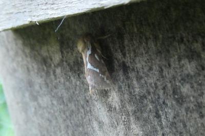 <i>Korscheltellus lupulinus</i>