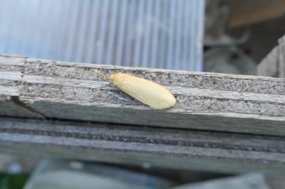 <i>Wittia sororcula</i>