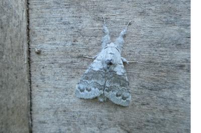 <i>Calliteara pudibunda</i>