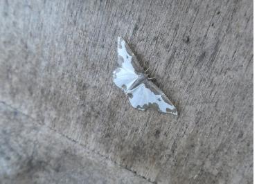 <i>Lomaspilis marginata</i>