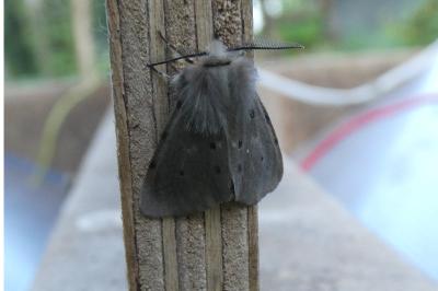 <i>Diaphora mendica</i>