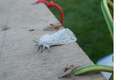 <i>Spilosoma lubricipeda</i>