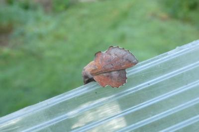 <i>Phyllodesma tremulifolia</i>