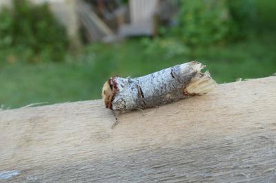 <i>Phalera bucephala</i>