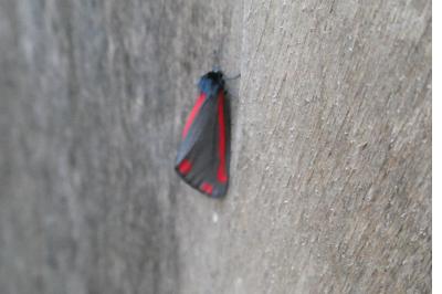 <i>Tyria jacobaeae</i>